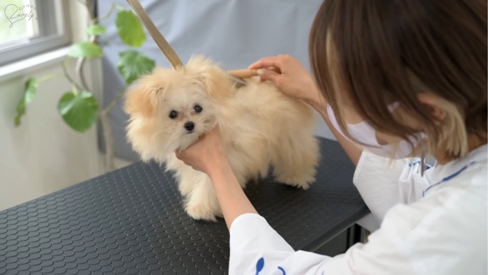 ブラッシングされる犬