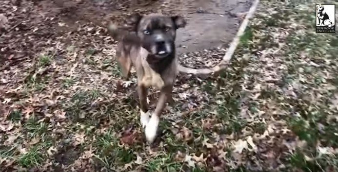 激しく尻尾を振る犬