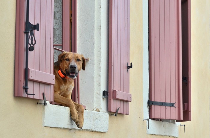 窓から身を乗り出している犬