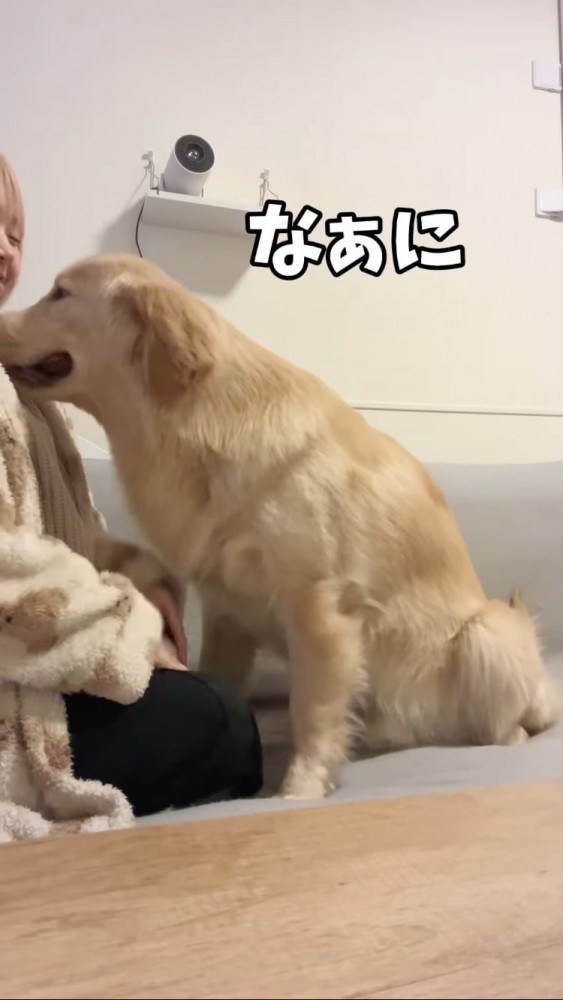 飼い主さんを鼻でつつくゴールデンレトリバー