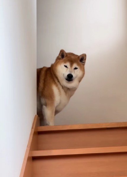 「お前かよ…」