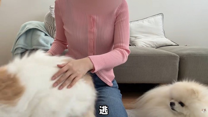 レモンさんは逃走