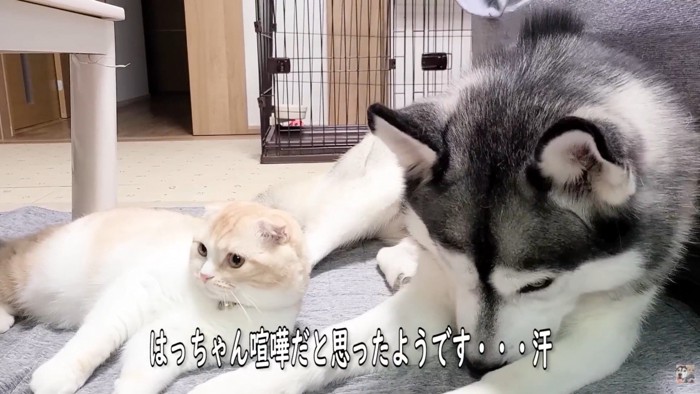 喧嘩が嫌でしょんぼり…