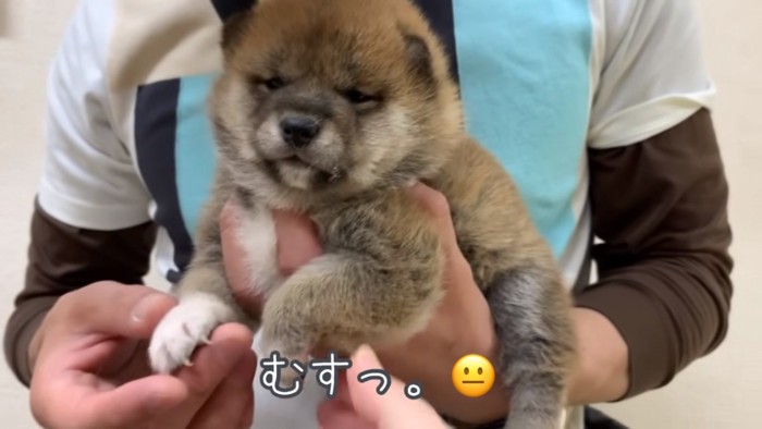 無表情の柴犬