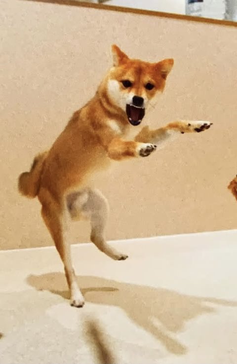 口を開けて両前足を伸ばす犬