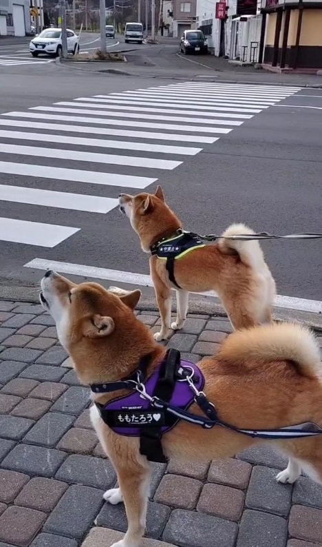 車の中からも笑い声が…！