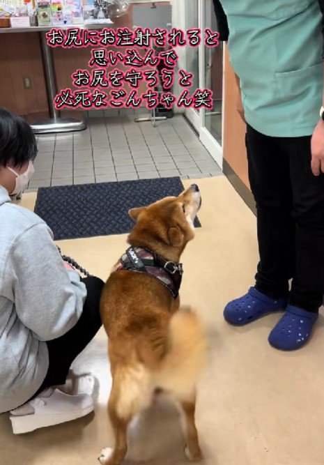 必死にお尻を守るごんちゃん