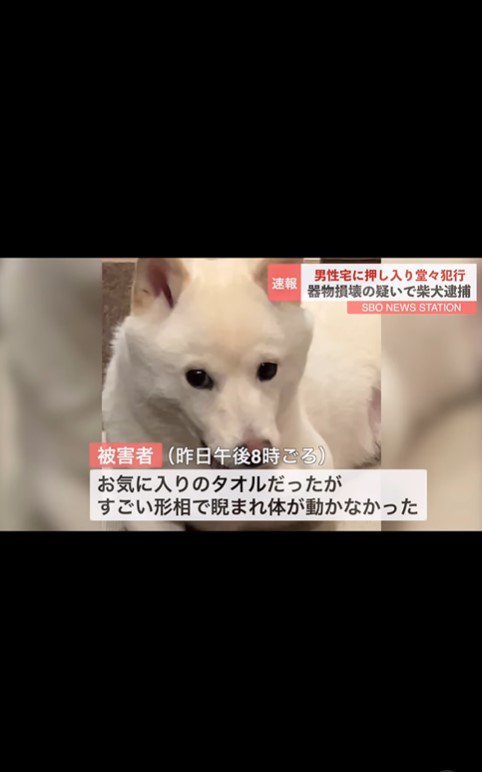 おまめちゃん逮捕のニュース6