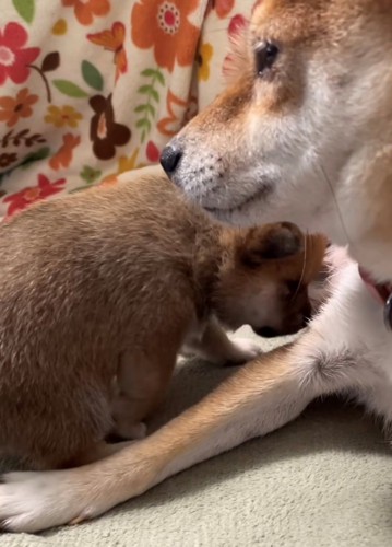 母犬に甘える子犬