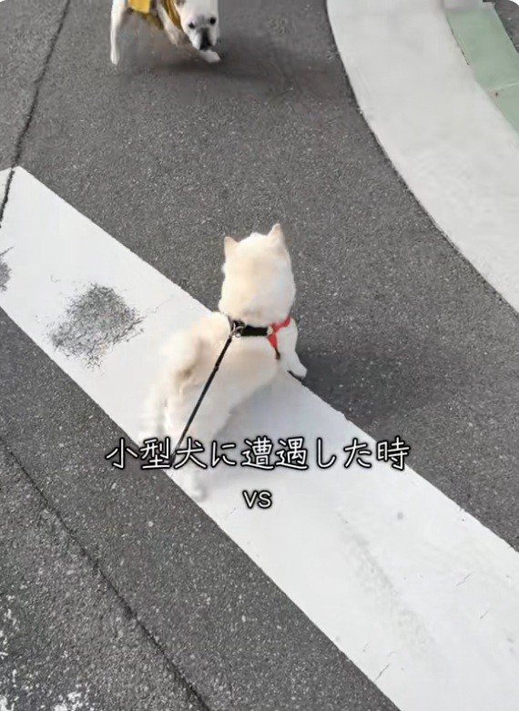 小型犬に吠えるベラちゃん