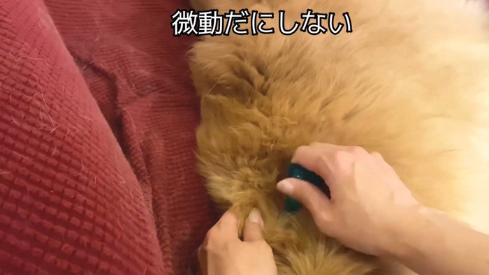 薬を垂らしても全く気にしません♪