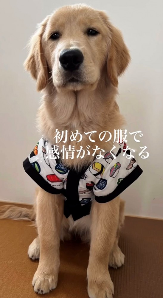 服を着て座る犬