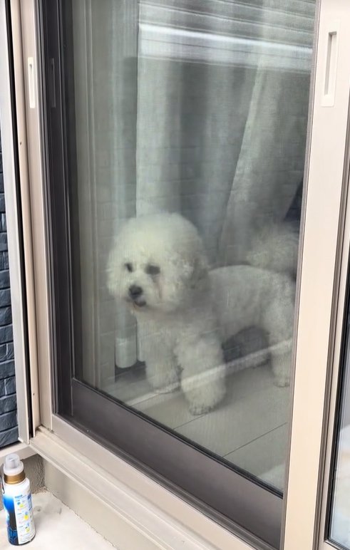 一旦休憩中の小型犬