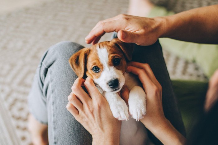 子犬を撫でる