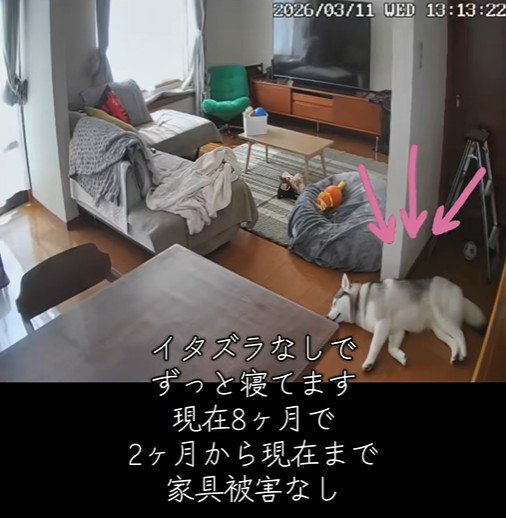 最近はいい子で待てるように♪