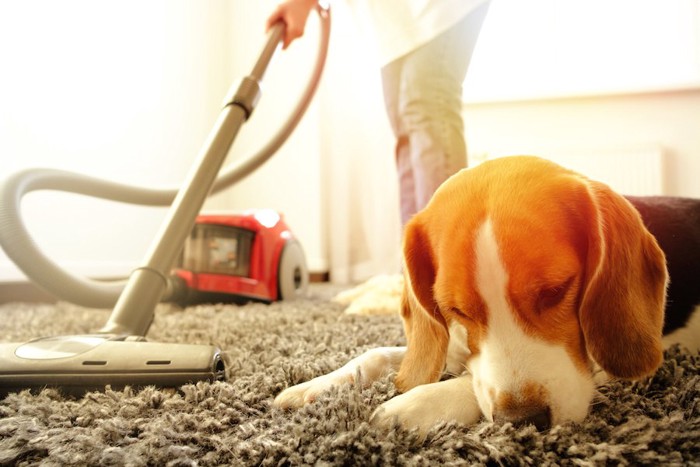 掃除機をかける飼い主とくつろぐ犬