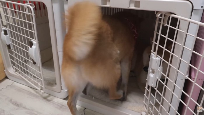 お隣の幾三くんのハウスの中へ