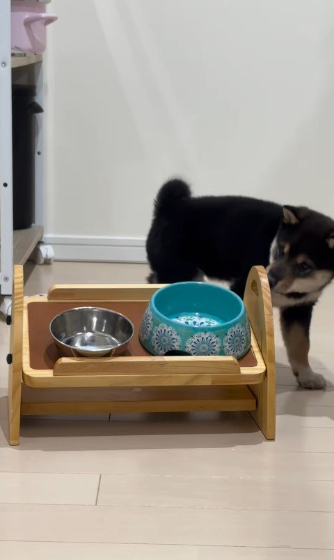 水を飲む猪之助くん7