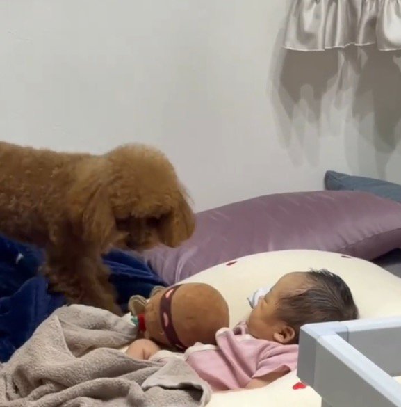 赤ちゃんの近くにぬいぐるみを落とす犬