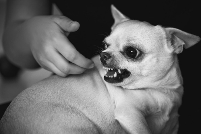 手を威嚇する犬、モノクロ