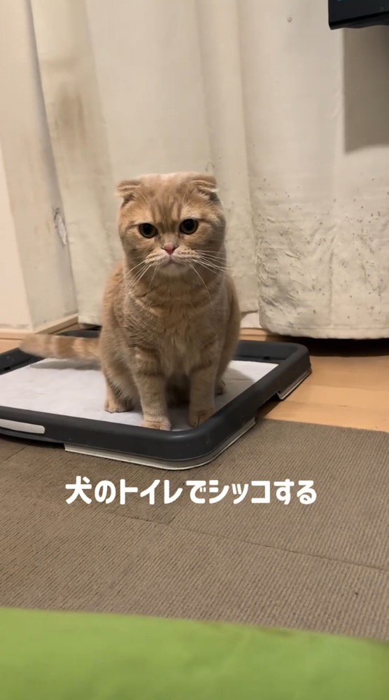 犬のトイレの上に座る猫