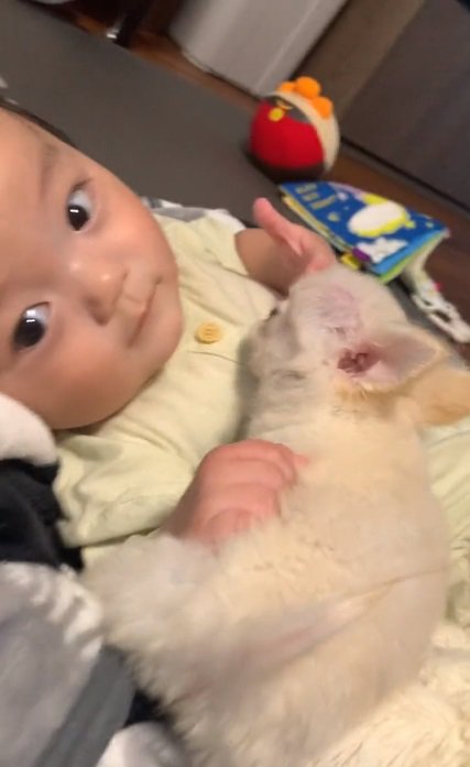 赤ちゃんにくっつくもこちゃん