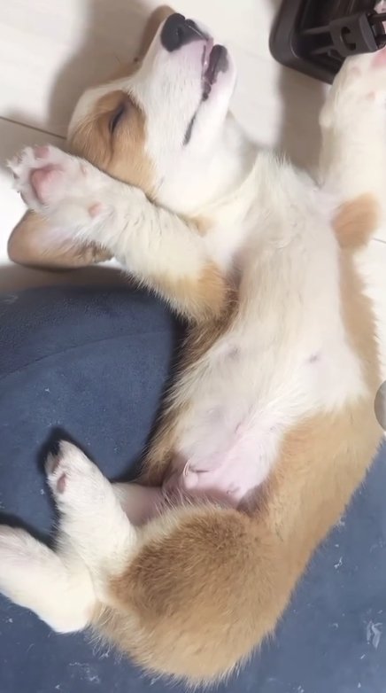 手を上げた姿で顔を上に向けて寝ている犬