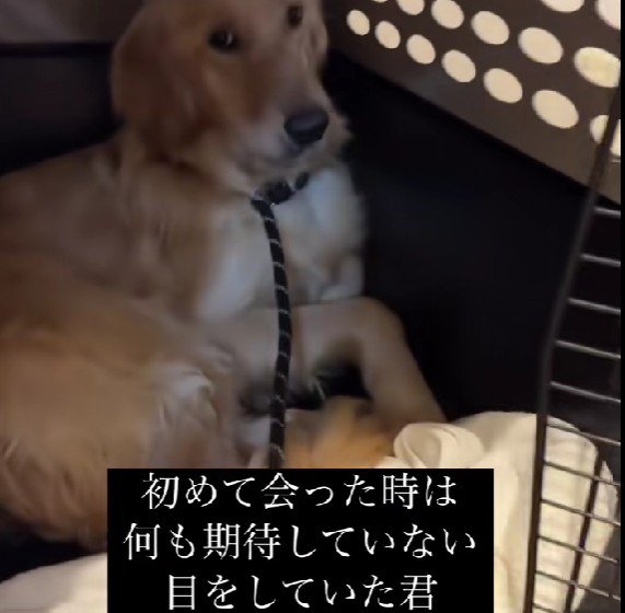 なにも期待していない目をしていた