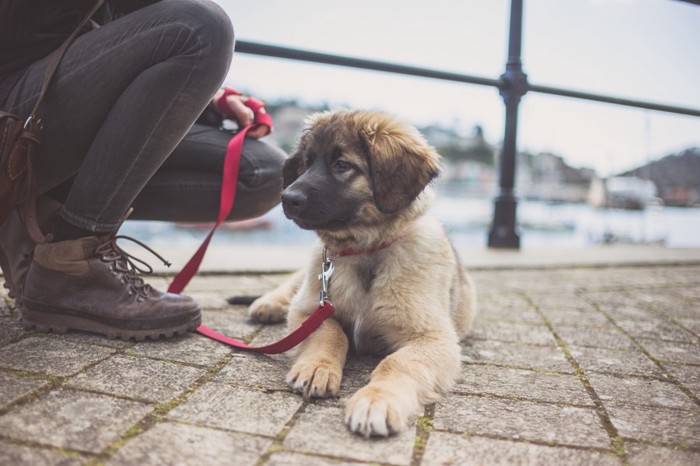 道に伏せる子犬