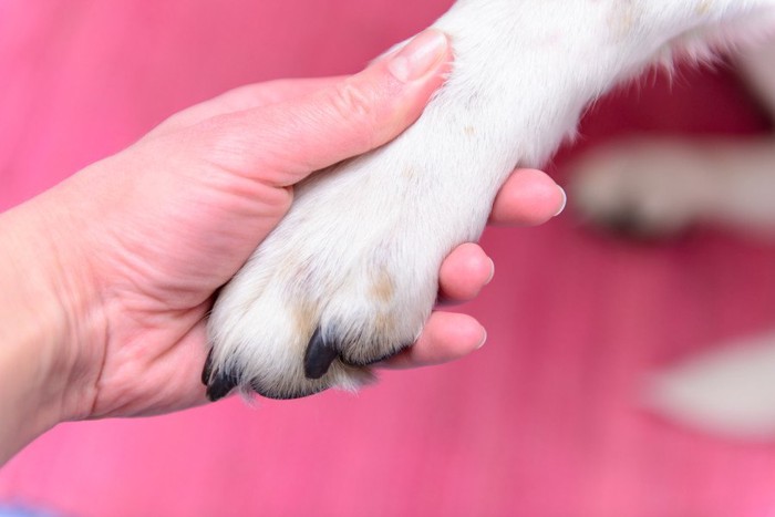 白い犬の前足