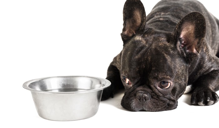水が入った食器を見つめながら伏せている犬