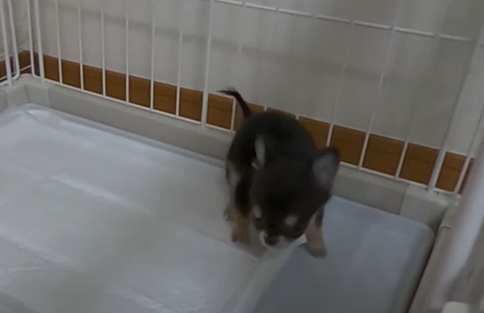 トイレで排泄した犬