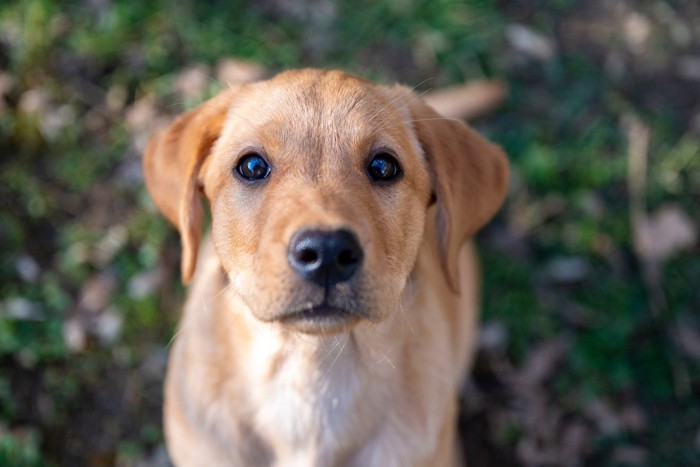 見つめてくる子犬