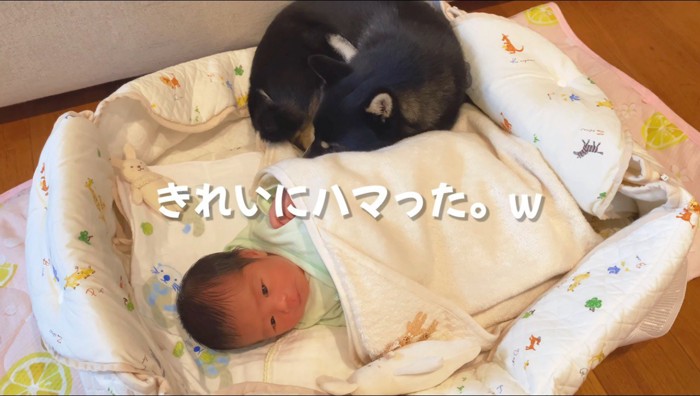 布団の端で体を丸めて眠る犬