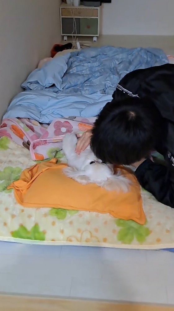 仰向けになっている犬の胸を優しく撫でる男の子