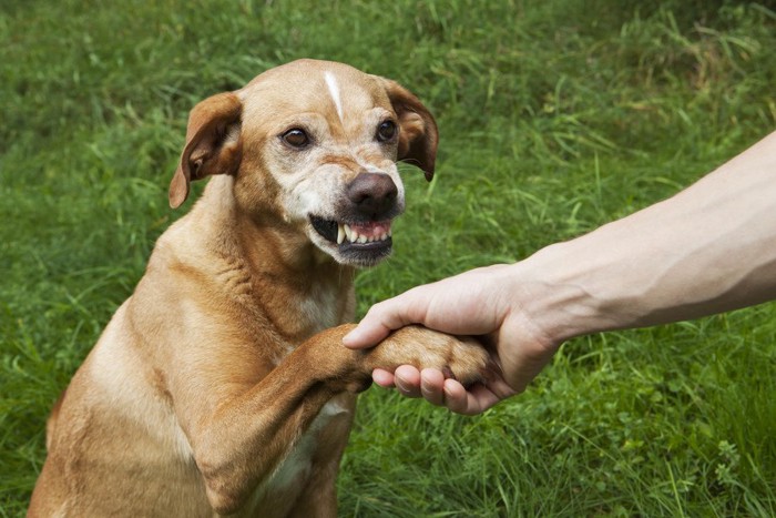 犬の手を握る、マズルにシワを寄せる犬