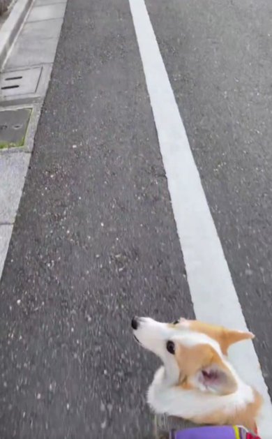 飼い主さん目線