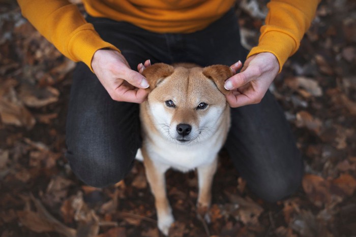 足の間に挟まって座る犬