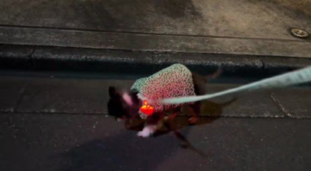 落ち葉を踏んだら…