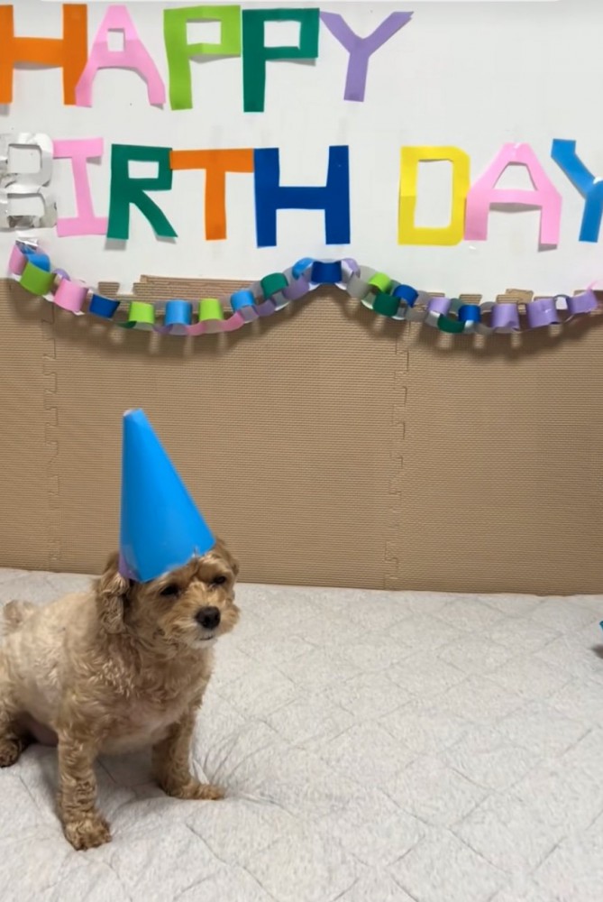 なんとも言えない顔の犬