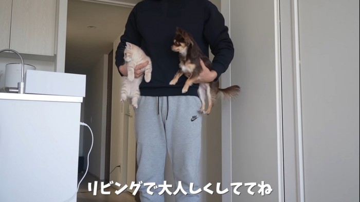 飼い主に抱っこされる犬と猫