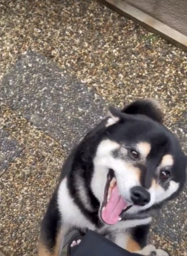 垂れ目で喜ぶ犬