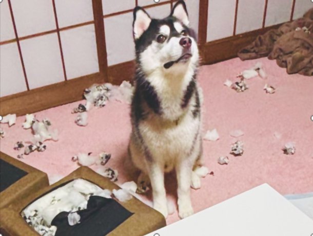 この顔である