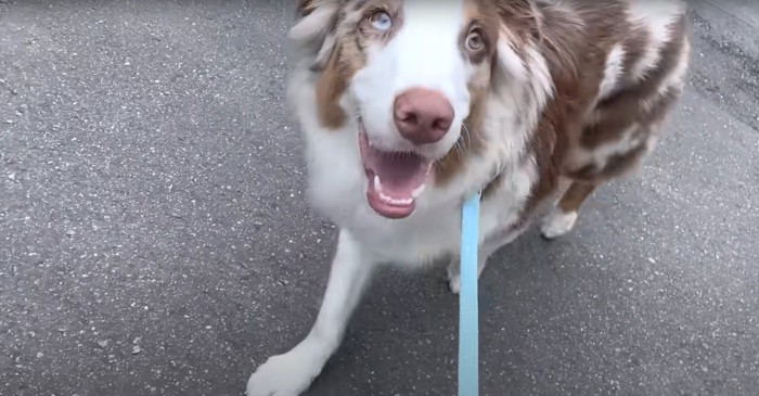 散歩中に歩きながら上を見ている犬