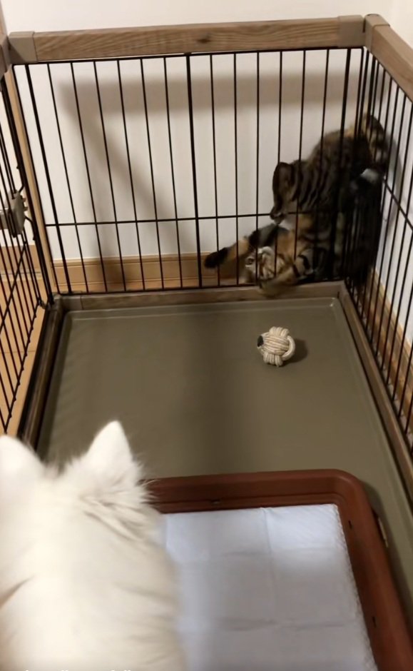 挟まるナルちゃん