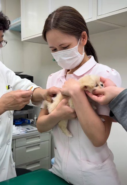 ワクチン接種のため動物病院へ