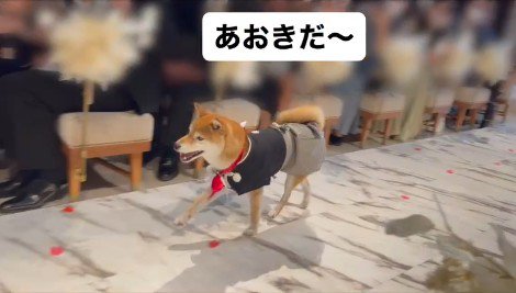 リングドッグに挑戦する大吉くん3