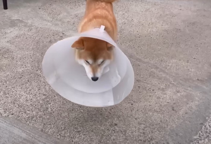 エリカラをつけた柴犬