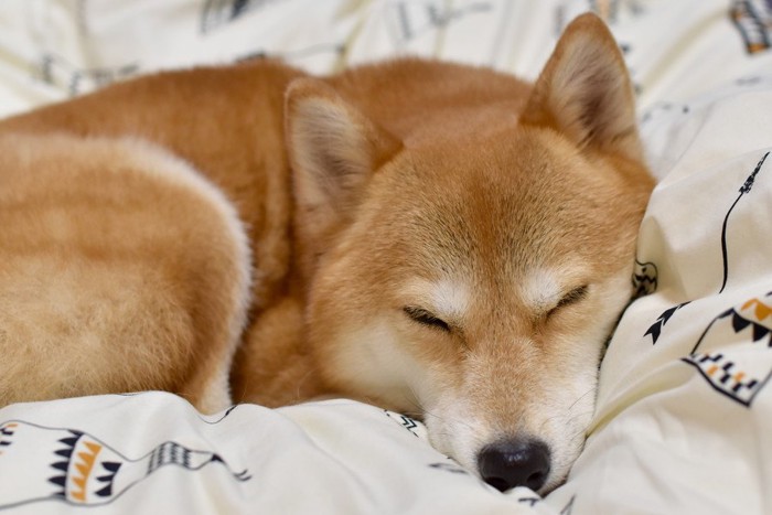 ベッドの上で寝ている犬