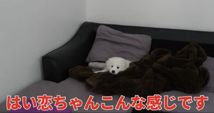 毛布から顔を出す子犬